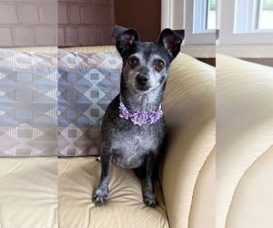 Medium Photo #2 Chihuahua-Unknown Mix Puppy For Sale in Phoenix, AZ, USA