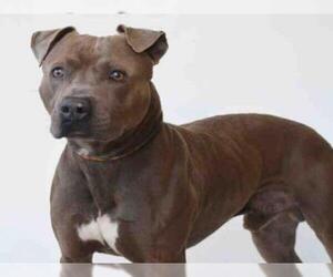 Staffordshire Bull Terrier Dogs for adoption in Jackson, CA, USA