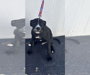 Labrador Retriever-Unknown Mix Dogs for adoption in Sterling, MA, USA