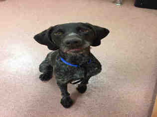 German Shorthaired Pointer Dogs for adoption in Ogden, UT, USA