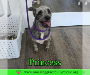 Mutt Dogs for adoption in Pensacola, FL, USA