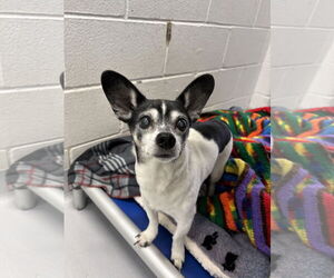 Chihuahua Dogs for adoption in Rowlett, TX, USA