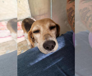 Beagle Dogs for adoption in Linton, IN, USA