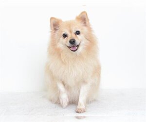 Pomeranian-Unknown Mix Dogs for adoption in Oroville, CA, USA
