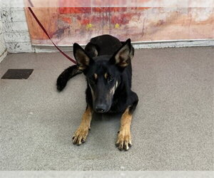 German Shepherd Dog Dogs for adoption in San Bernardino, CA, USA