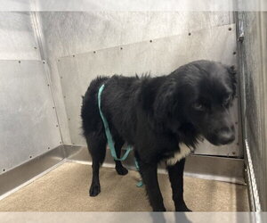 Border Collie-Unknown Mix Dogs for adoption in San Bernardino, CA, USA