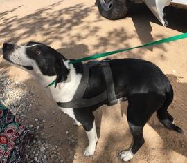 Borador Dogs for adoption in HESPERIA, CA, USA