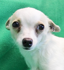 Chihuahua Dogs for adoption in Hillsdale, IN, USA