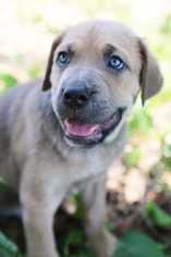 Labmaraner Dogs for adoption in White River Junction, VT, USA