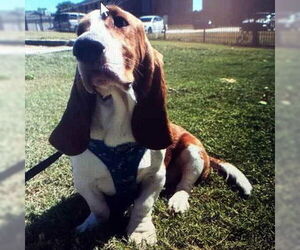 Basset Hound Dogs for adoption in Deepwater, NJ, USA