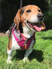 Beagle Dogs for adoption in Santa Cruz, CA, USA