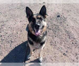 German Shepherd Dog Dogs for adoption in Santa Fe, NM, USA