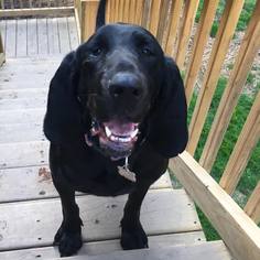 Labrador Retriever-Plott Hound Mix Dogs for adoption in Cool Ridge, WV, USA