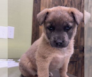 German Shepherd Dog-Unknown Mix Dogs for adoption in Chico, CA, USA