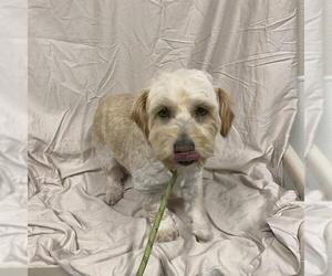 Poodle (Miniature) Dogs for adoption in Modesto, CA, USA