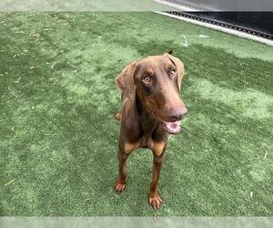 Doberman Pinscher Dogs for adoption in Corona, CA, USA