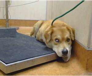 American Pit Bull Terrier-Unknown Mix Dogs for adoption in Sacramento, CA, USA