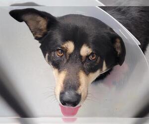 German Shepherd Dog-Unknown Mix Dogs for adoption in Orange, CA, USA