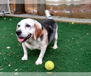 Beagle Dogs for adoption in Temple, GA, USA