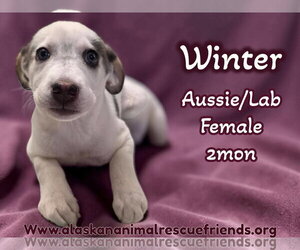 Aussiedor Dogs for adoption in Anchorage, AK, USA