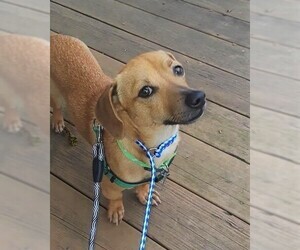 Medium Photo #1 Chiweenie Puppy For Sale in Arlington, WA, USA