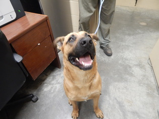 Bullmastiff Dogs for adoption in Pikeville, KY, USA