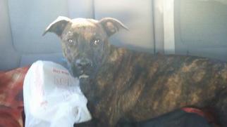 Plott Hound Dogs for adoption in Fairfield, CA, USA