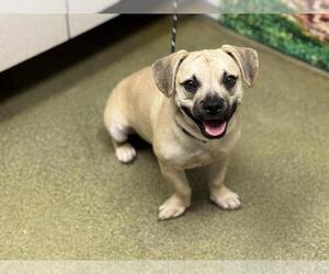 Daug Dogs for adoption in Moreno Valley, CA, USA