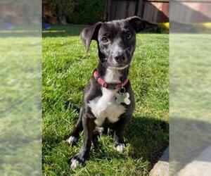 Meagle Dogs for adoption in Palo Alto, CA, USA