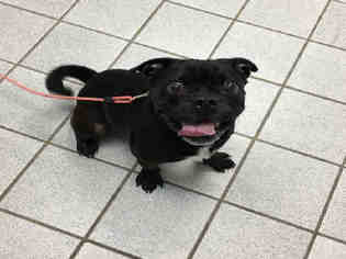 Medium Photo #1 Pug-Unknown Mix Puppy For Sale in Canfield, OH, USA