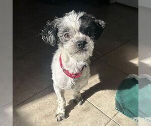 Shih Tzu-Unknown Mix Dogs for adoption in Techny, IL, USA