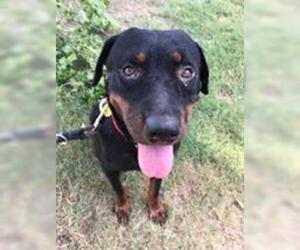 Rottweiler Dogs for adoption in Morton Grove, IL, USA