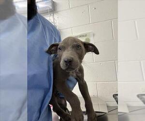 American Pit Bull Terrier Dogs for adoption in San Bernardino, CA, USA