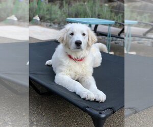 Great Pyrenees Dogs for adoption in Spring, TX, USA