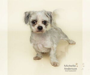 Schweenie Dogs for adoption in Corona, CA, USA