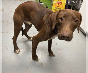 German Shorthaired Pointer-Unknown Mix Dogs for adoption in Ocala, FL, USA