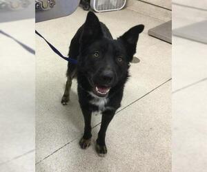 Australian Shepherd-Unknown Mix Dogs for adoption in Riverside, CA, USA
