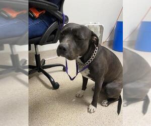Staffordshire Bull Terrier Dogs for adoption in Bakersfield, CA, USA