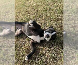 American Pit Bull Terrier-Unknown Mix Dogs for adoption in Oklahoma City, OK, USA