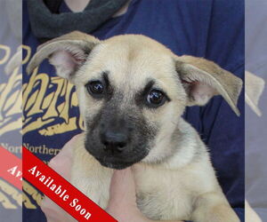 German Shepherd Dog-Huskies Mix Dogs for adoption in Huntley, IL, USA