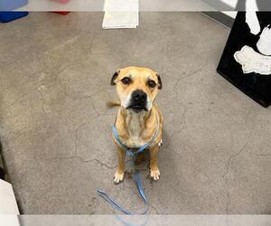 American Pit Bull Terrier Dogs for adoption in Berkeley , CA, USA