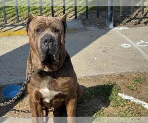Mastiff Dogs for adoption in Downey, CA, USA