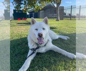 - Mix Dogs for adoption in Santa Maria, CA, USA