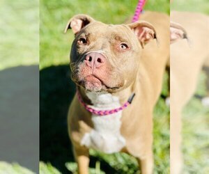 American Pit Bull Terrier Dogs for adoption in Manahawkin, NJ, USA