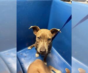 Mutt Dogs for adoption in Bakersfield, CA, USA