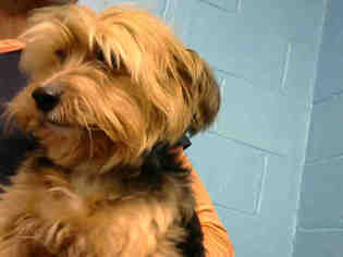 Skye Terrier Dogs for adoption in Atlanta, GA, USA