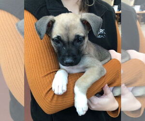 American Staffordshire Terrier-Siberian Husky Mix Dogs for adoption in Raleigh, NC, USA