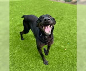 Doberman Pinscher Dogs for adoption in Salinas, CA, USA