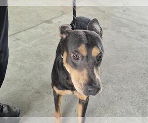 Doberman Pinscher-Unknown Mix Dogs for adoption in Texas City, TX, USA