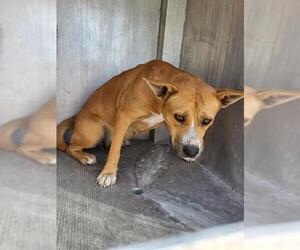 American Staffordshire Terrier-Unknown Mix Dogs for adoption in San Antonio, TX, USA